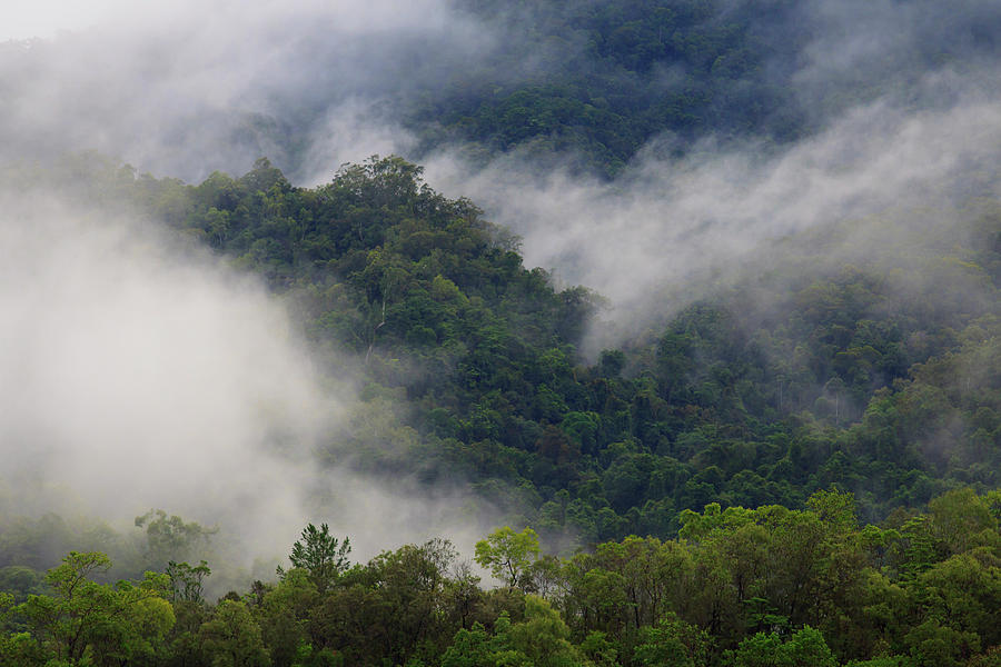 Jungle Photograph - Thick Cloud Covers The Tropical by Paul Dymond