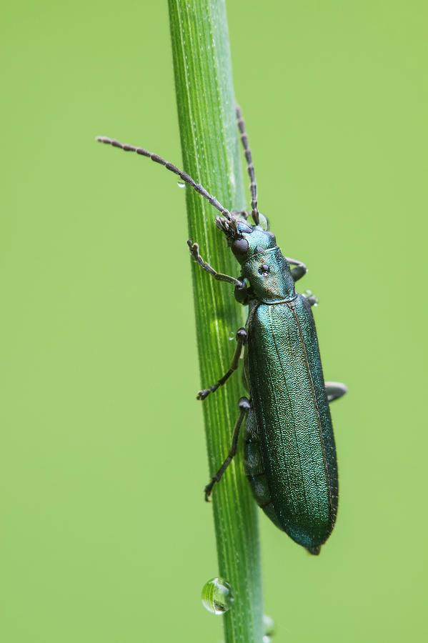 Insects Photograph - Thick-legged Flower Beetle by Heath Mcdonald