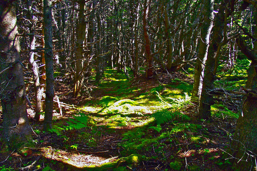 thicket-woods-and-spongy-moss-near-lobster-cove-in-gros-mornenational