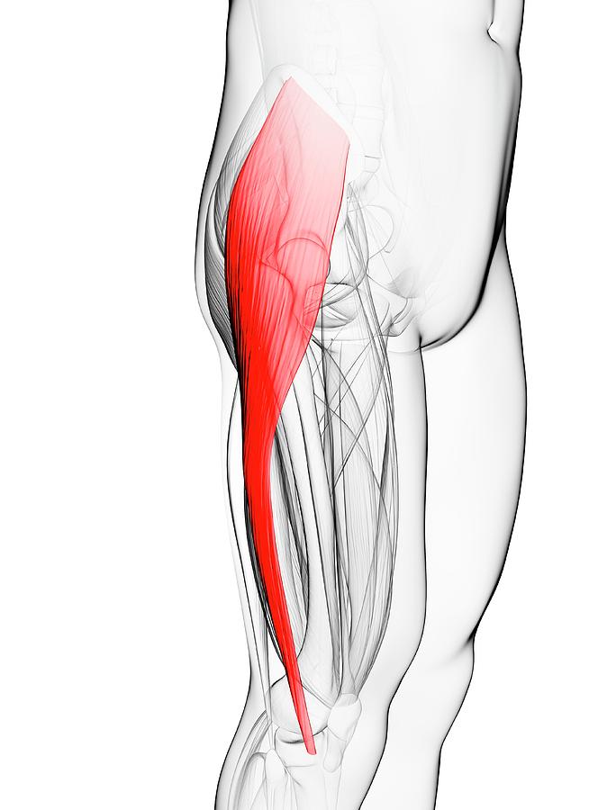 Thigh Muscle Photograph by Sciepro/science Photo Library