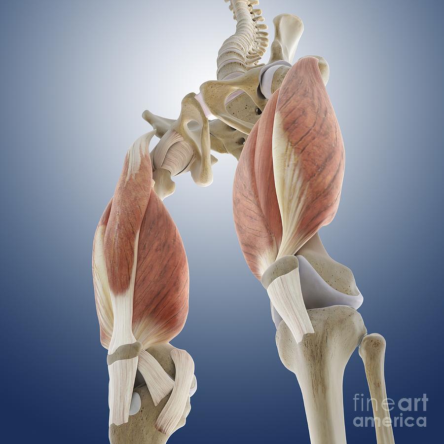 Thigh Muscles Artwork Photograph By Springer Medizin Fine Art America 0737
