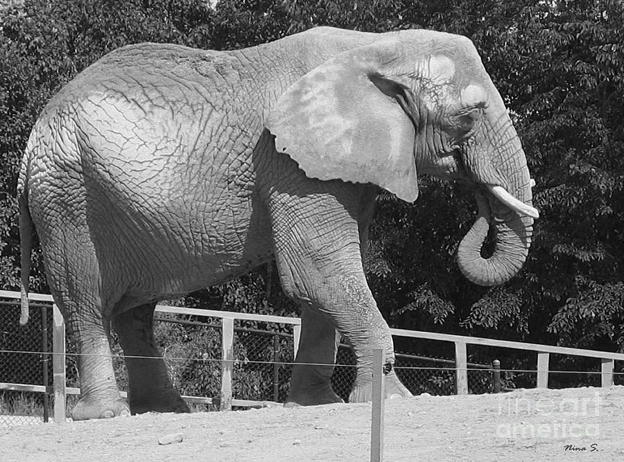 Thika the Elephant Photograph by Nina Silver