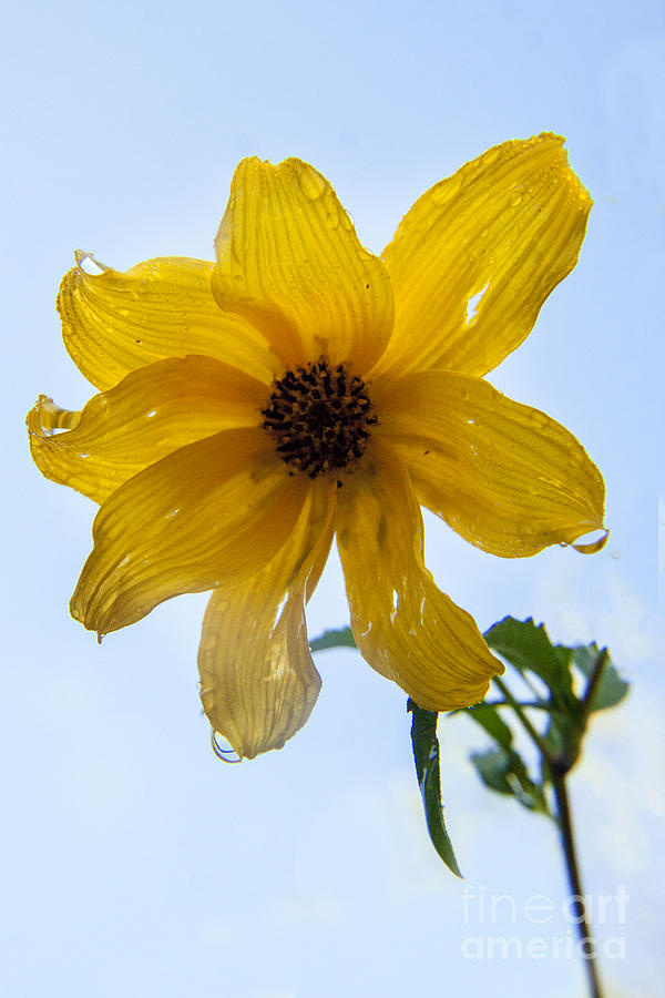 Sunflower Photograph - Thin-leaved Sunflower with morning dew by Darleen Stry