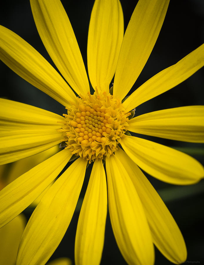 Thin Yellow Daisy Photograph by Phil Abrams