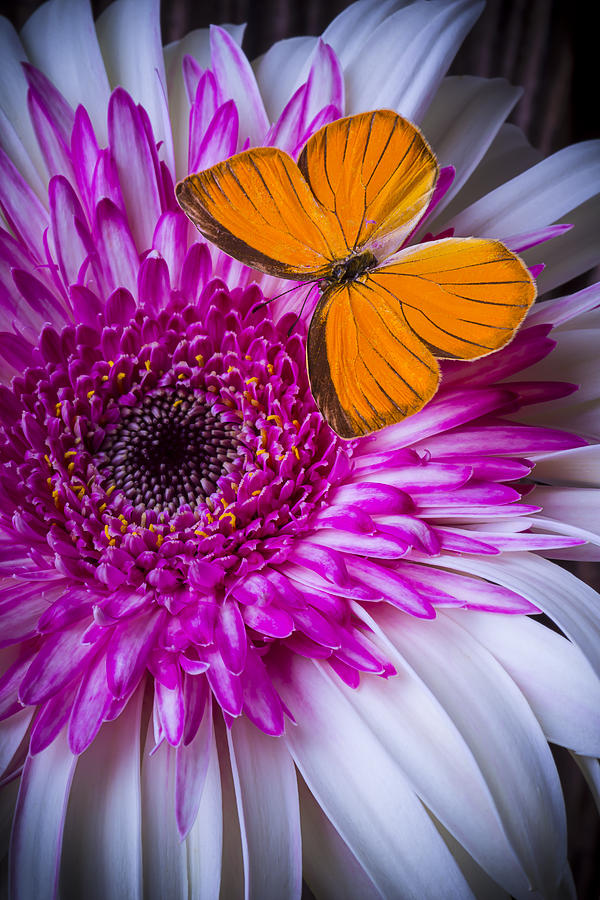 Things Pink and Orange Photograph by Garry Gay