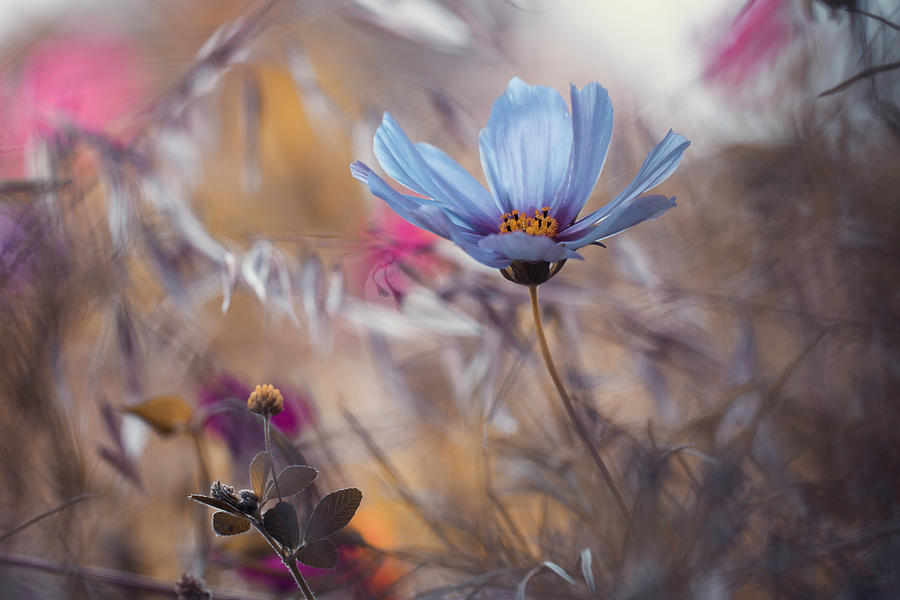 Things That Flowers Tell Photograph by Fabien Bravin