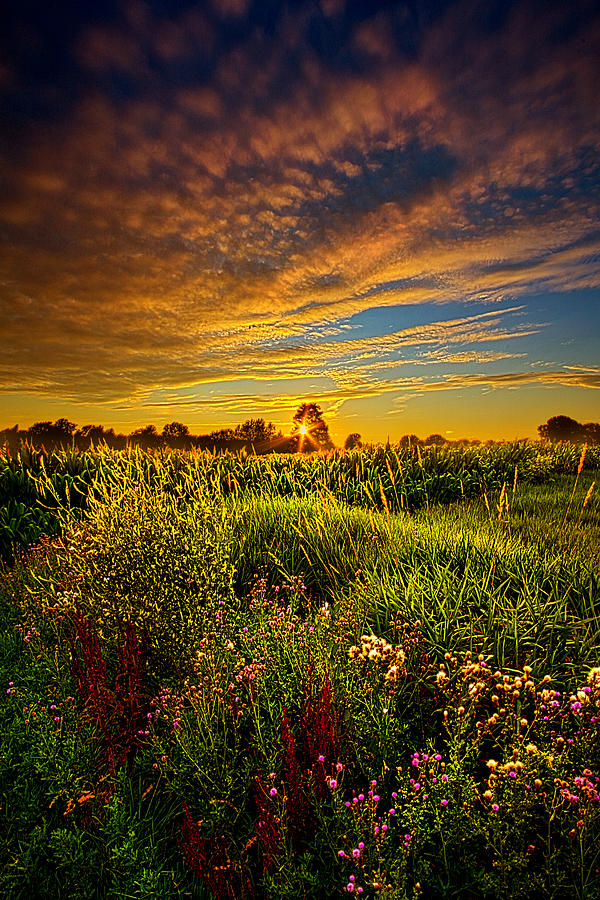 Nature Photograph - Think I Will Sit a Spell by Phil Koch