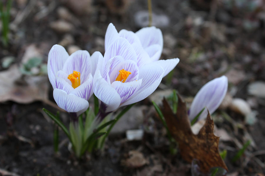 Think Spring White Crocus Flower Photograph by Jessica Gale