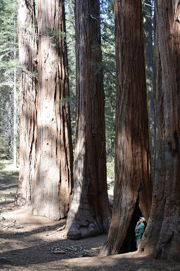 Thinking Among Yosemites Giant Sequoias Photograph by Bruce Gourley