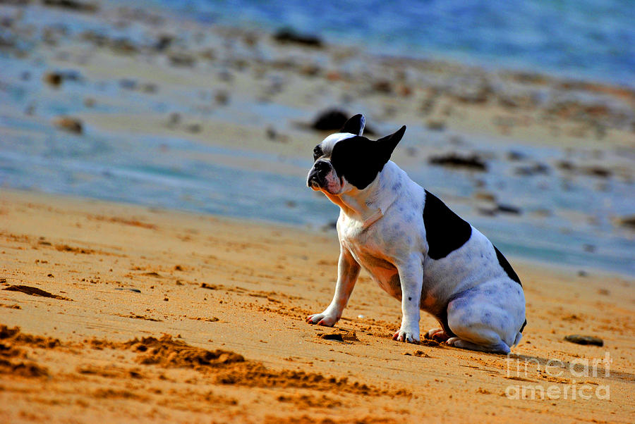 Thinking doggy Photograph by PatriZio M Busnel