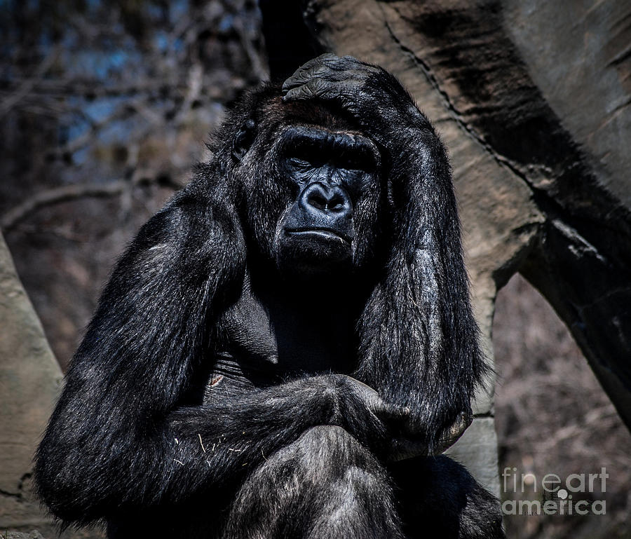 Thinking Gorilla Photograph by Ronald Grogan