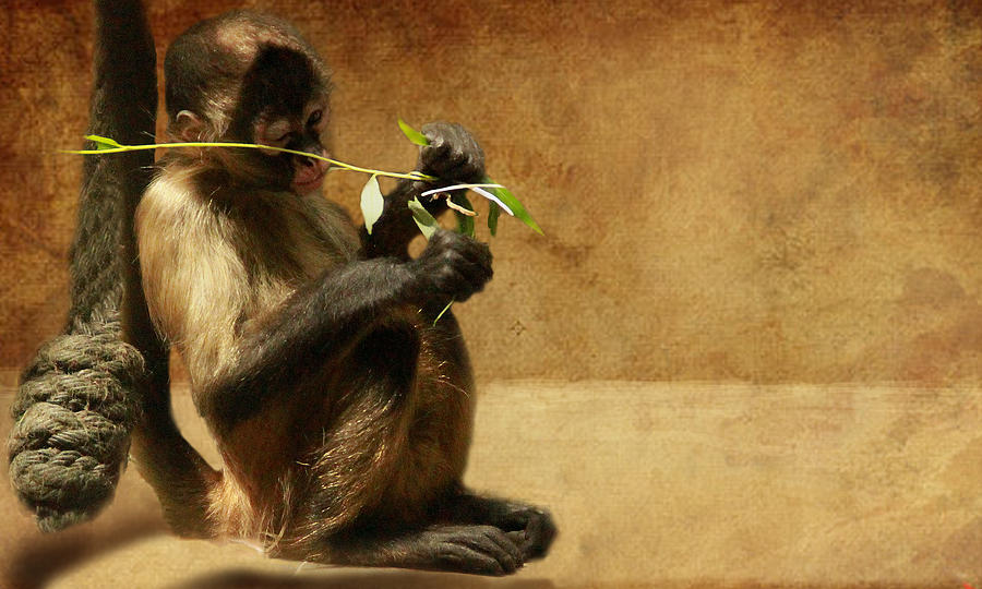 Lion Photograph - Thinking monkey by Christine Sponchia