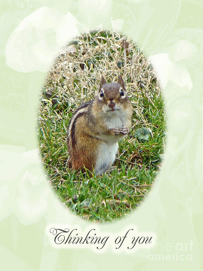 Thinking Of You Greeting Card - Chipmunk Photograph