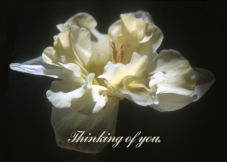 Thinking of you. Photograph by Harold E McCray