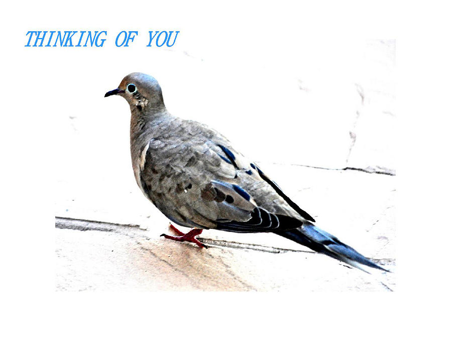 Dove Photograph - Thinking Of You  by Jay Milo