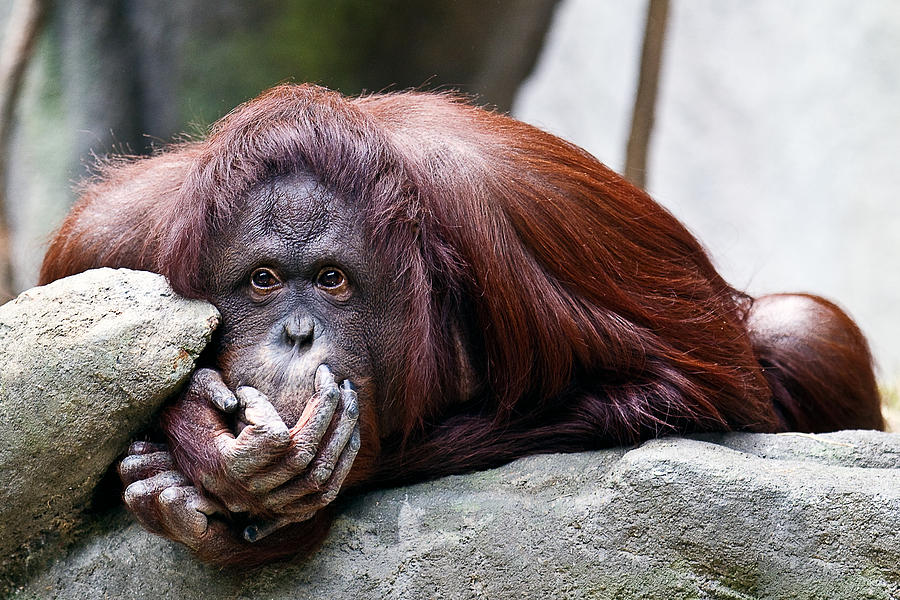 Wildlife Photograph - Thinking Orangoutang by Todd Ryburn