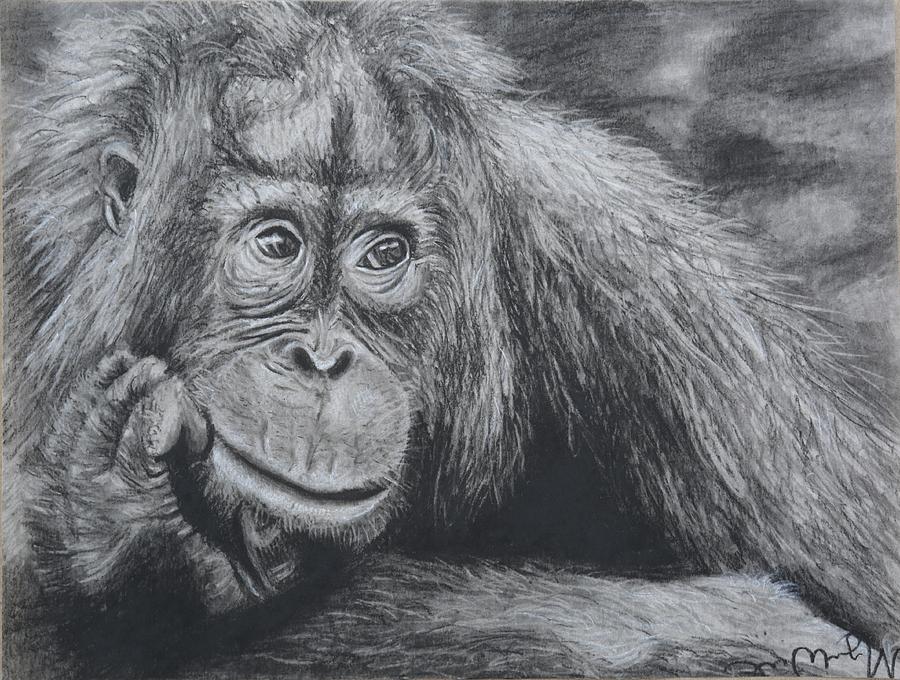 Thinking Orangutan Drawing  by Megan Wood