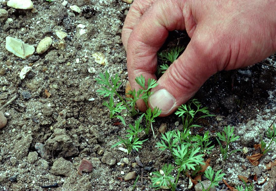 Thinning Seedlings By Hand Photograph by Leslie J Borg/science Photo Library