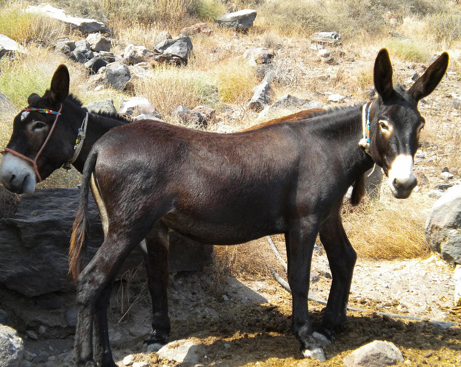 Donkey Photograph - Thirasia  Donkeys Santorini Greece by Colette V Hera Guggenheim