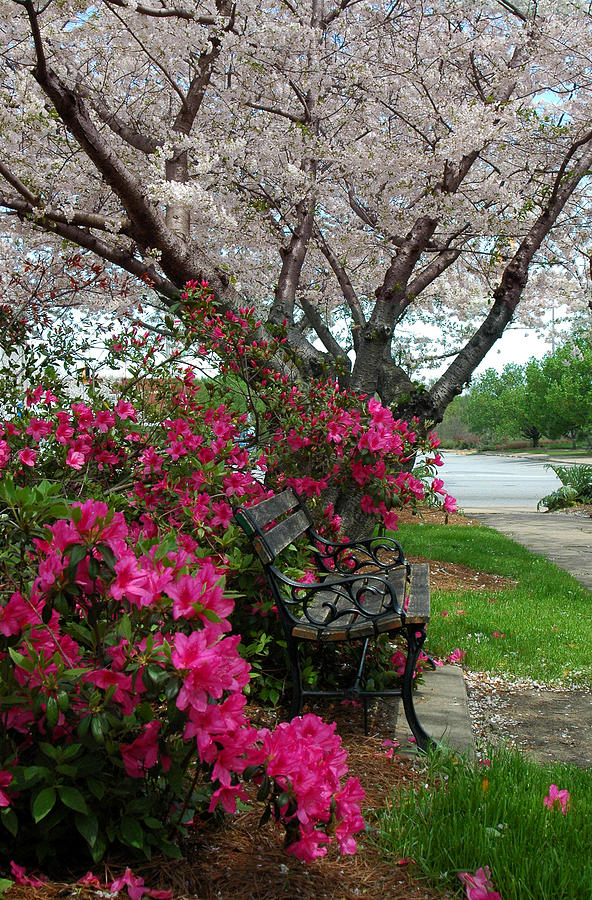 Spring Photograph - Third Street Park Bench by Glenn Grossman