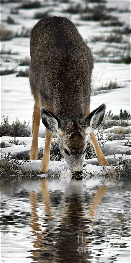 Deer Photograph - Thirst Quenching Deer by Priscilla Burgers