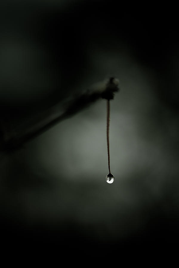 Tree Photograph - Thirst by Shane Holsclaw