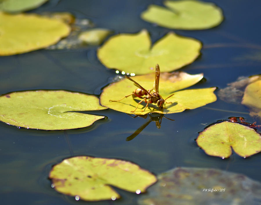 Wildlife Photograph - Thirsty Bee on Lily Pad by Allen Sheffield