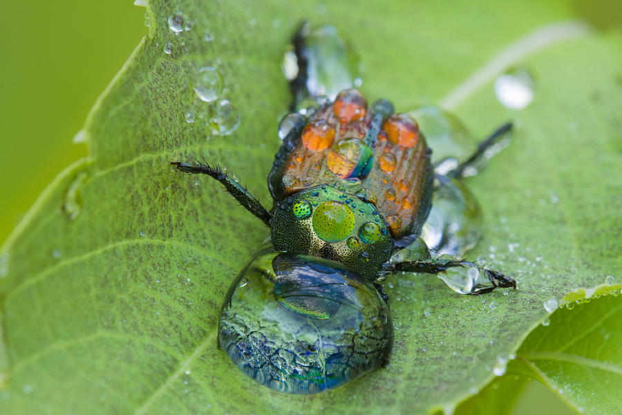 Nature Photograph - Thirsty beetle by Mircea Costina Photography