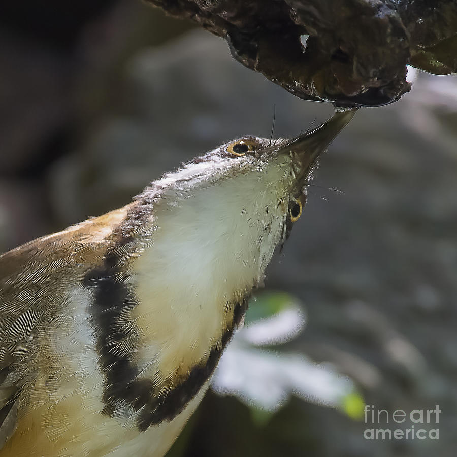 Thirsty bird Photograph by Jean-Luc Baron