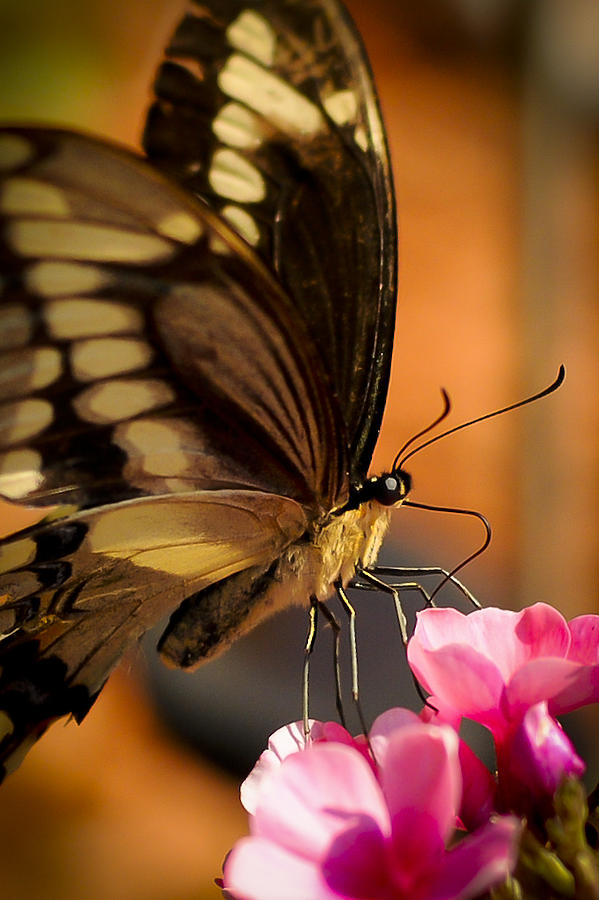 Thirsty Photograph by Bonnie Rom - Fine Art America