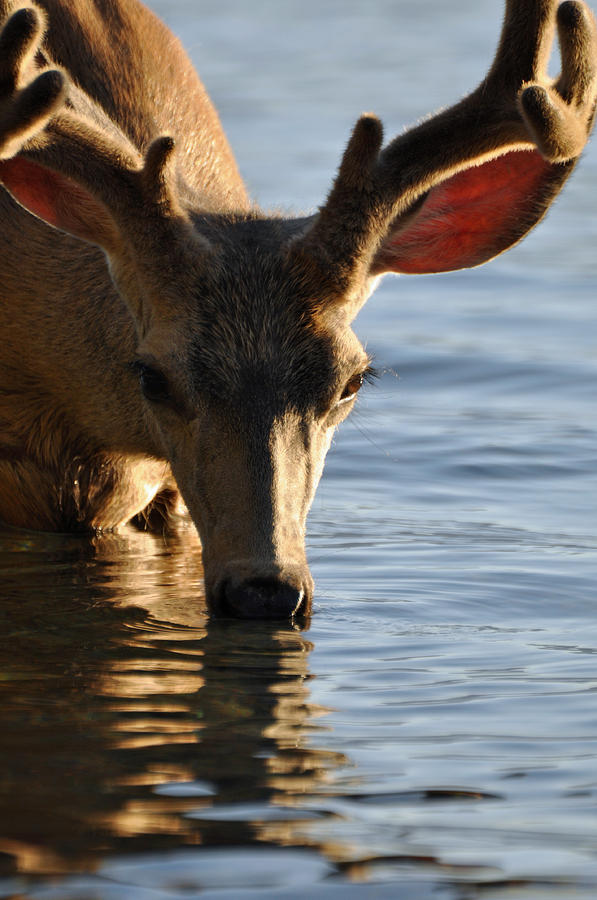 Glacier National Park Photograph - Thirsty Deer in Lake McDonald by Bruce Gourley