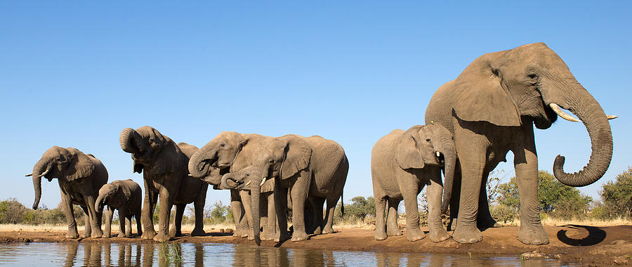 Thirsty Elephant Herd Photograph by Max Waugh