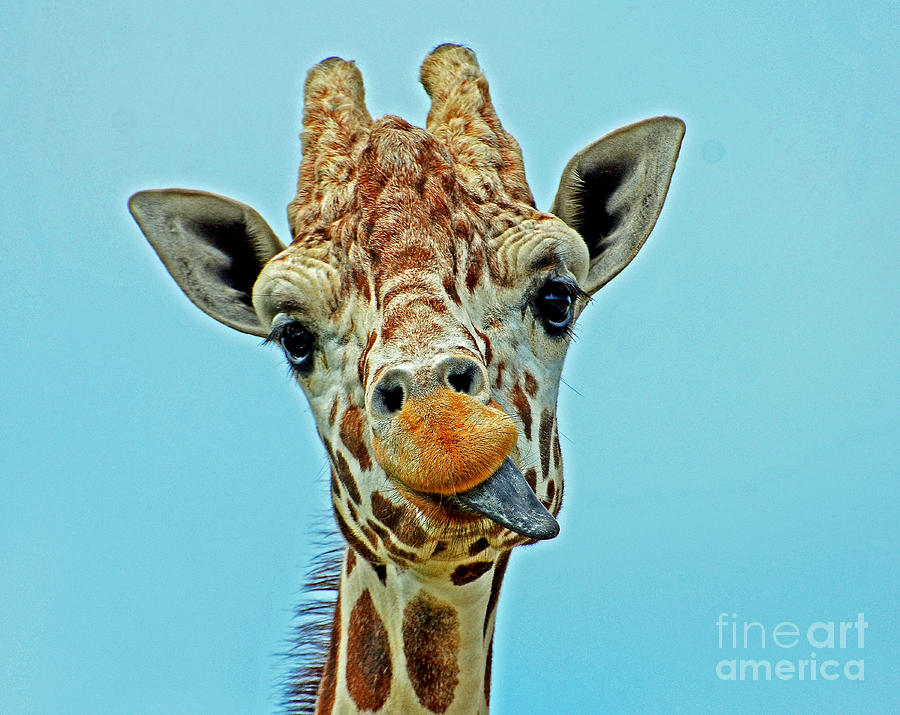 Thirsty Giraffe Photograph by Rodney Campbell