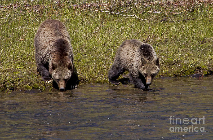 Thirsty Grizzlies  #3400 Photograph by J L Woody Wooden