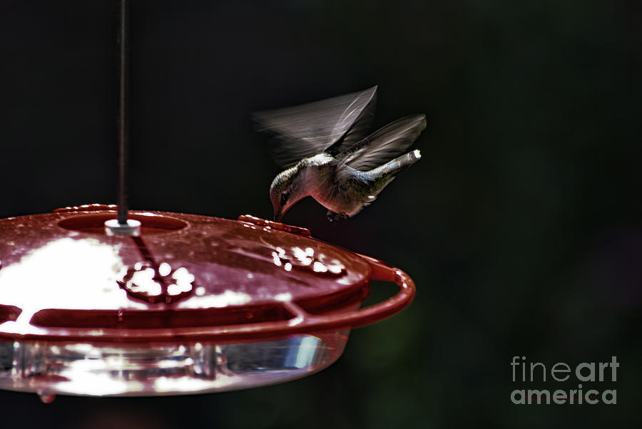 Thirsty Hummer Photograph by Thomas Woolworth