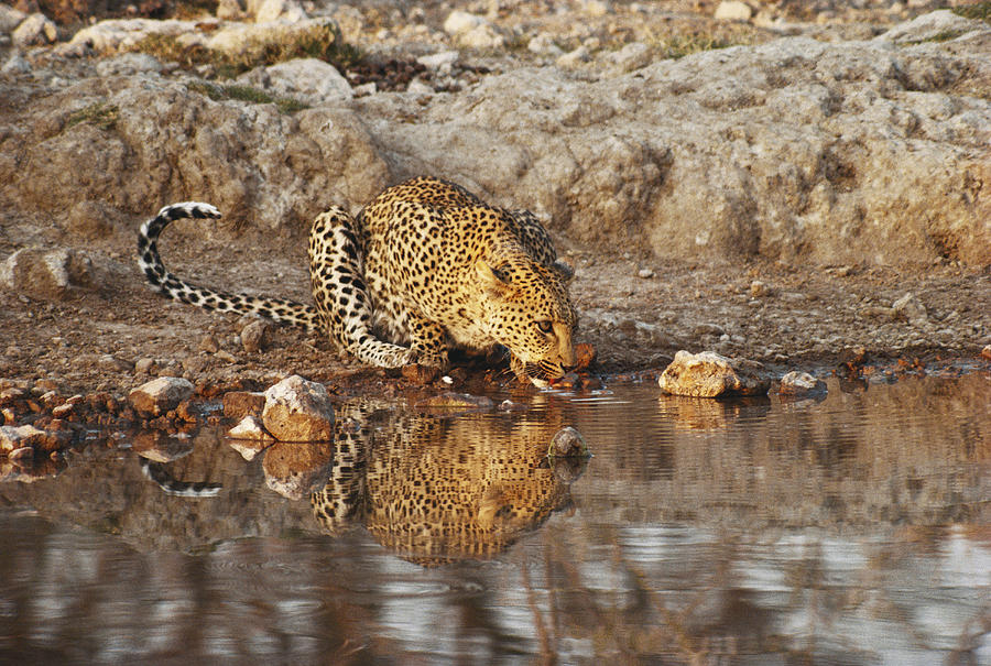 Thirsty Leopard Photograph by Gerald C. Kelley