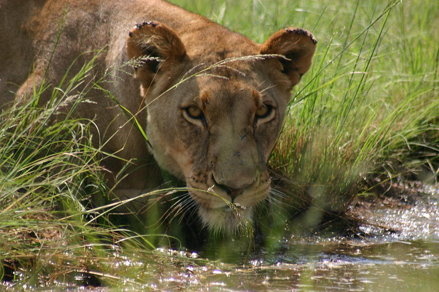 thirsty-lion-photograph-by-dale-vidaurre-pixels