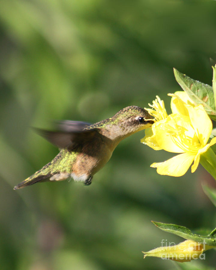 Thirsty Little Hummingbird Photograph by Anita Oakley