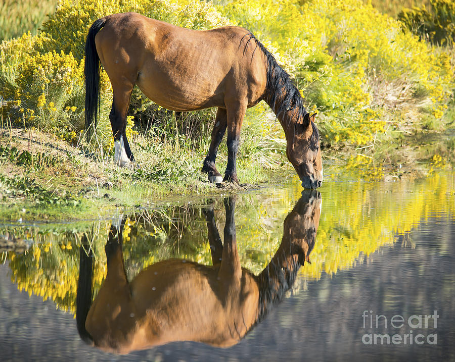 Thirsty Mustang Reflection Photograph
