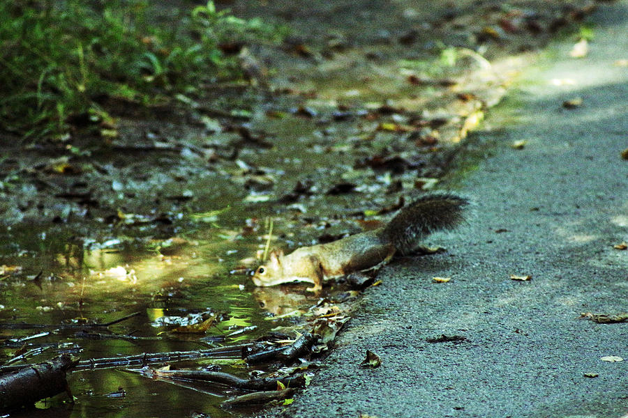 Thirsty Squirrel Photograph by Lorna Rose Marie Mills DBA  Lorna Rogers Photography