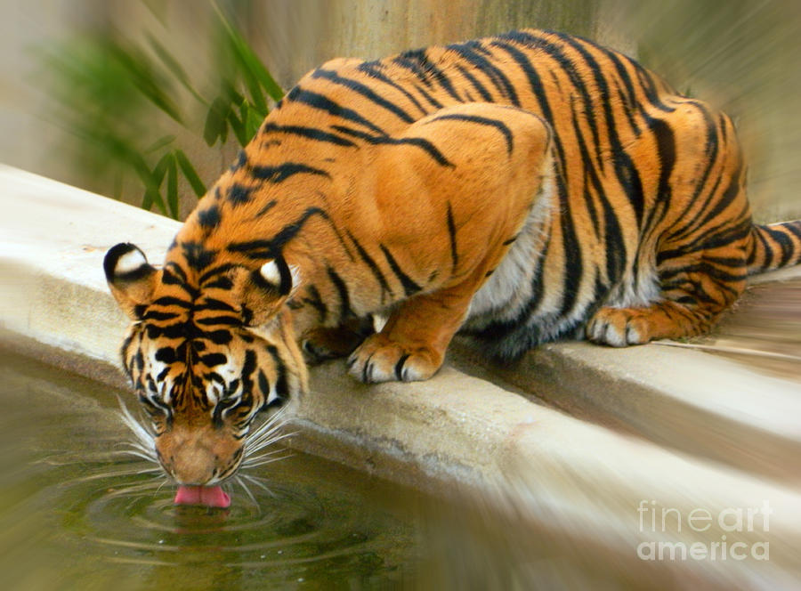 Thirsty Sumatran Tiger Photograph by Emmy Vickers