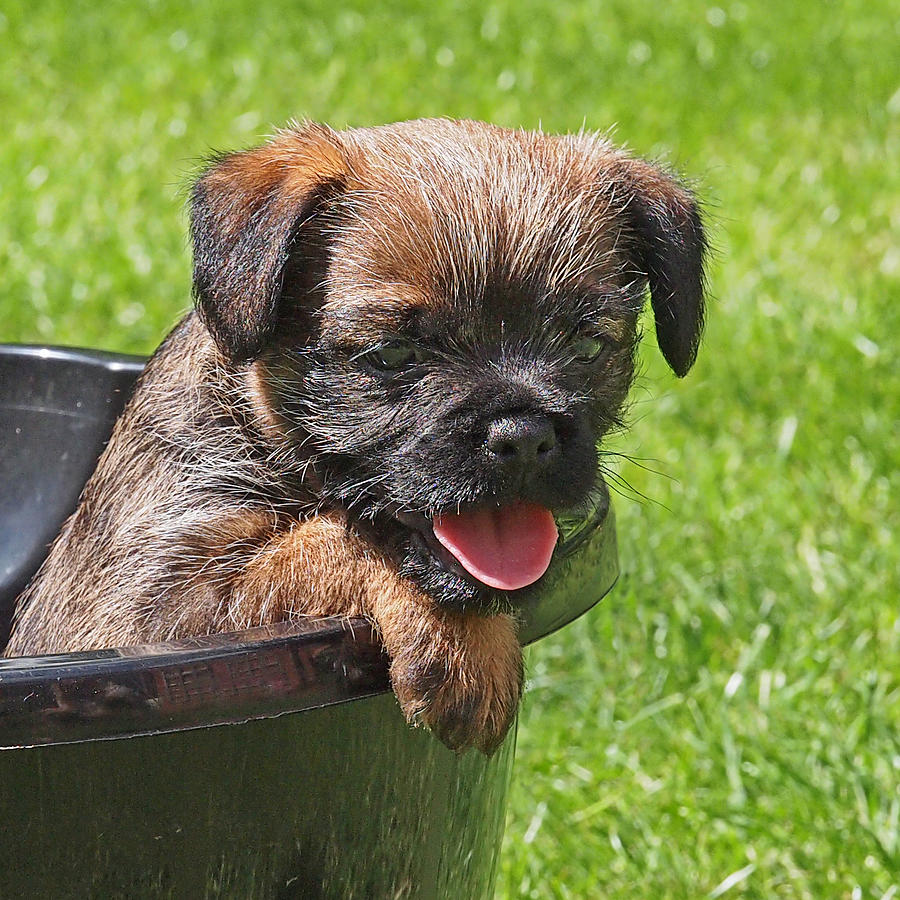 Thirsty Work - Border Terrier Puppy Photograph by Gill Billington