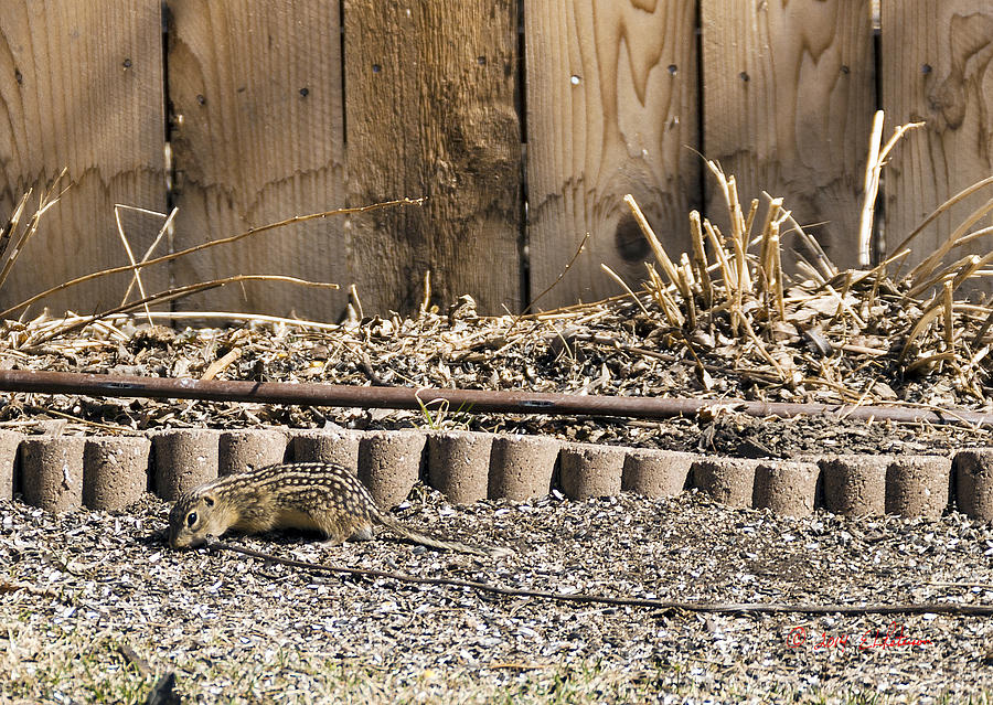 Thirteen-lined Ground Squirrel Photograph by Ed Peterson