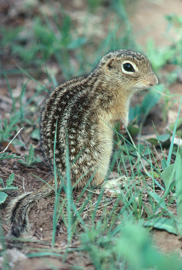 Thirteen-lined Ground Squirrel Photograph by Harry Engels