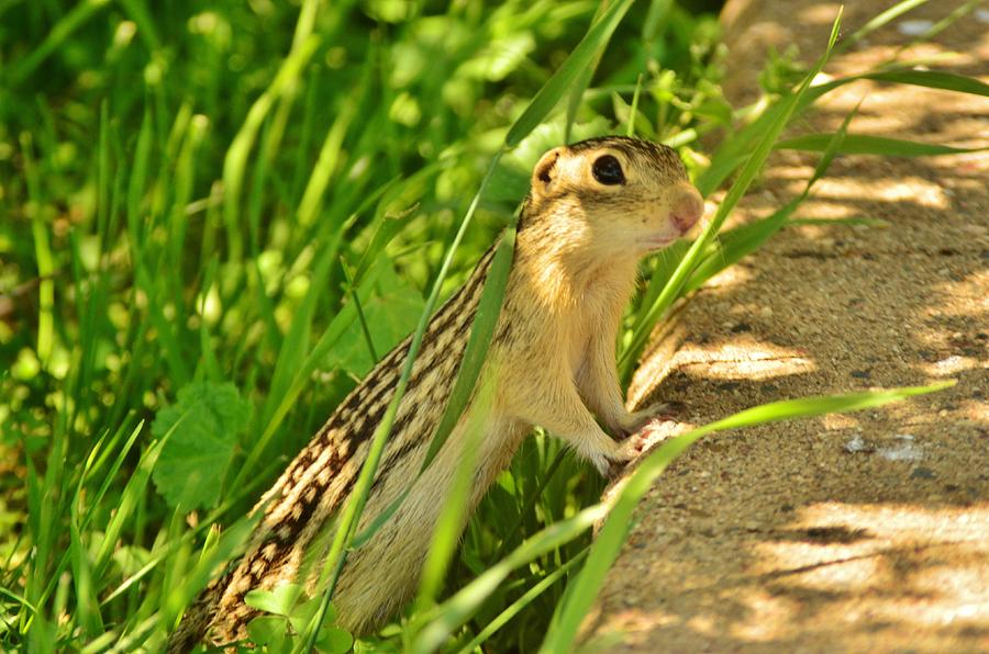 Thirteen-striped Ground Squirrel Photograph by Sara Edens