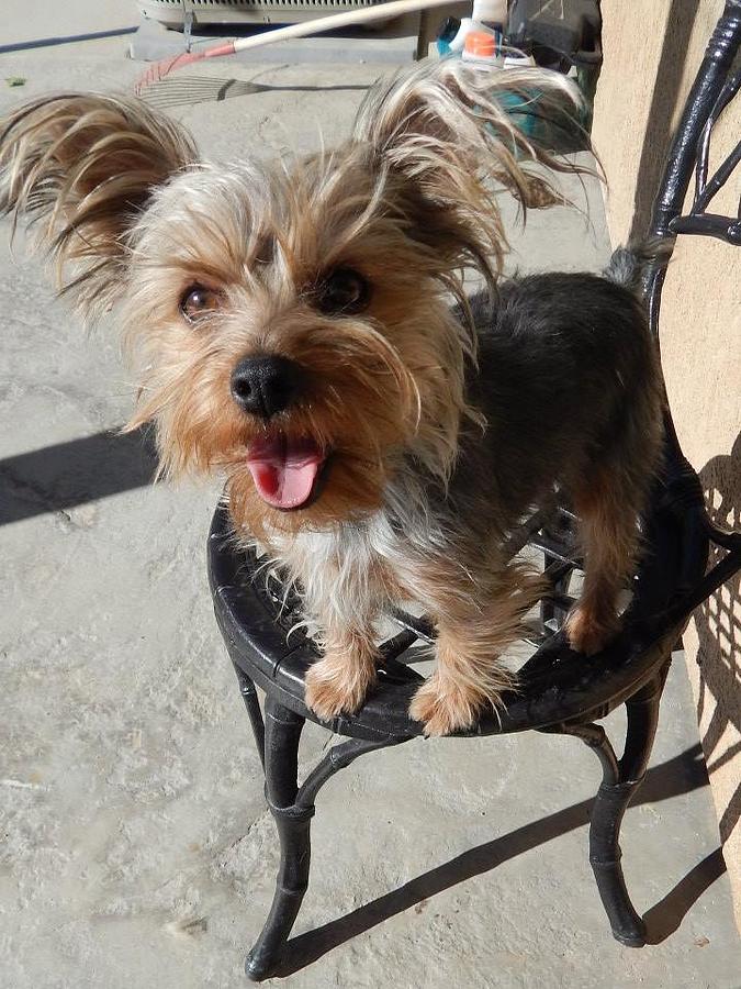 Thirsty Yorkie Photograph by Nancy Lopez Fine Art America