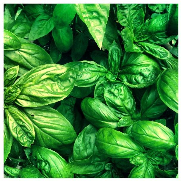Food Photograph - This Basil Looks Amazing 👍#garden by Gina Giancola