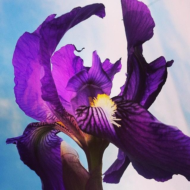 Iris Photograph - This Beauty Popped Up In Our Yard This by Carolyn Toshach
