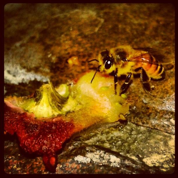 Nocturnal Photograph - This #bee Is #nocturnal. #camping by Melissa Eve