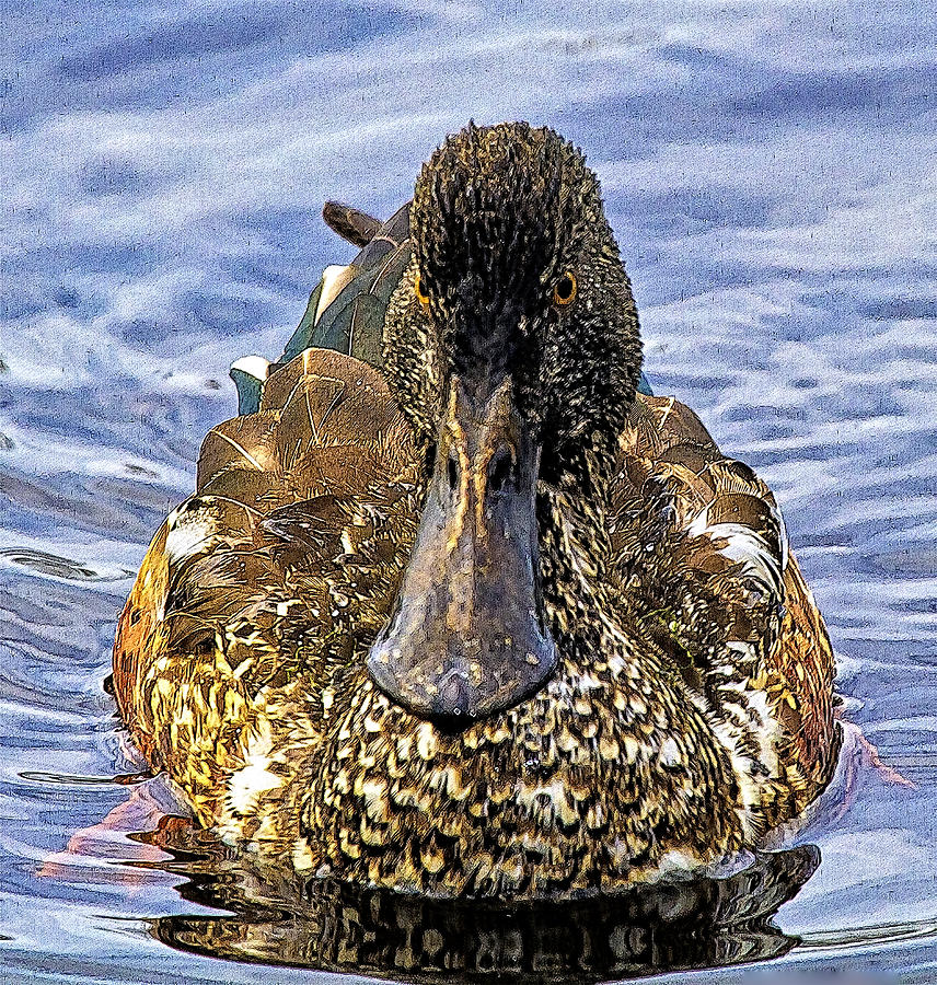 This Bill Is Made For Shoveling  Northern Shoveler Photograph by Constantine Gregory